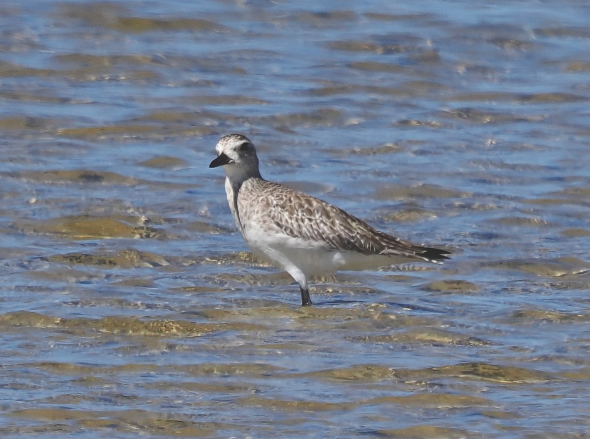 Black-bellied Plover - ML647343760