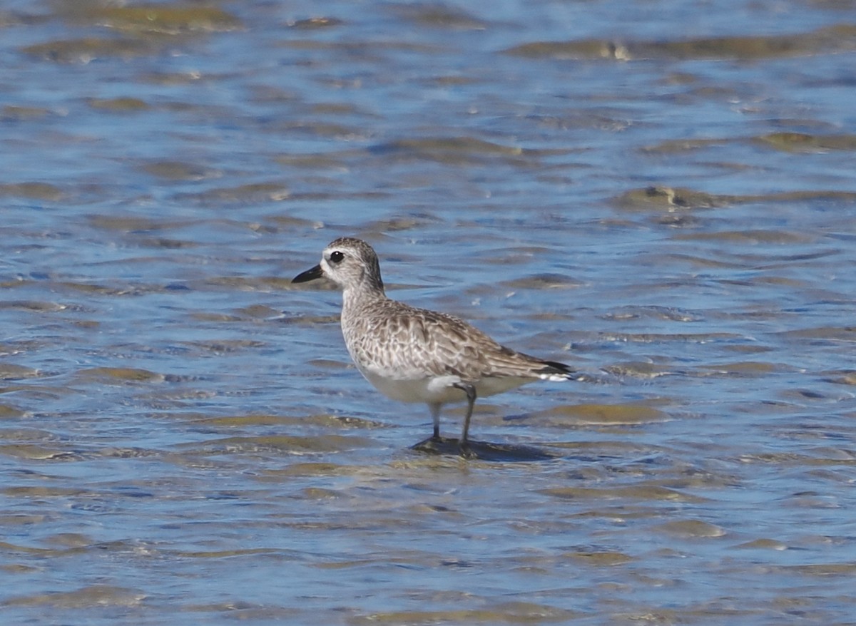 Black-bellied Plover - ML647343761