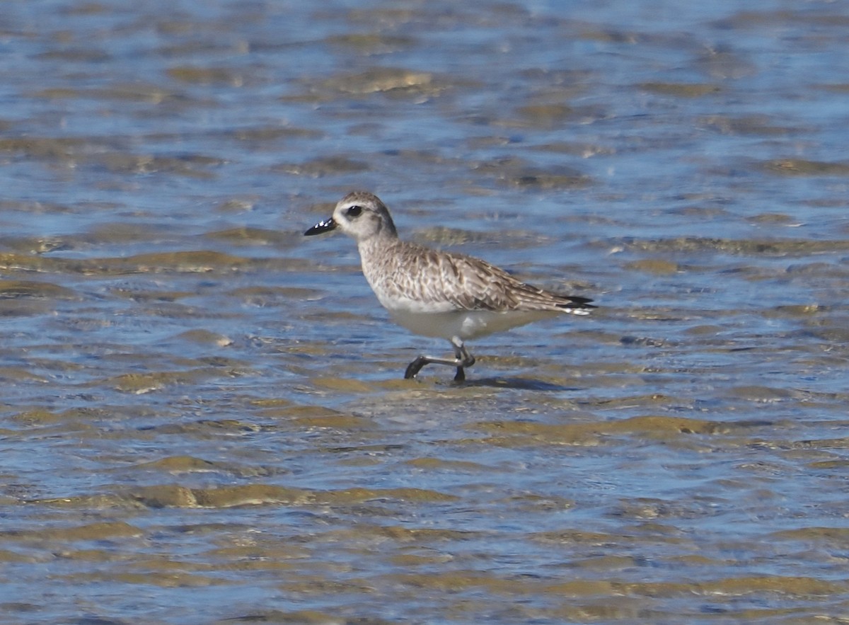 Black-bellied Plover - ML647343762