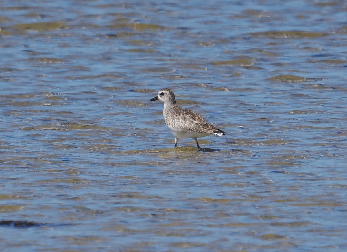Black-bellied Plover - ML647343763