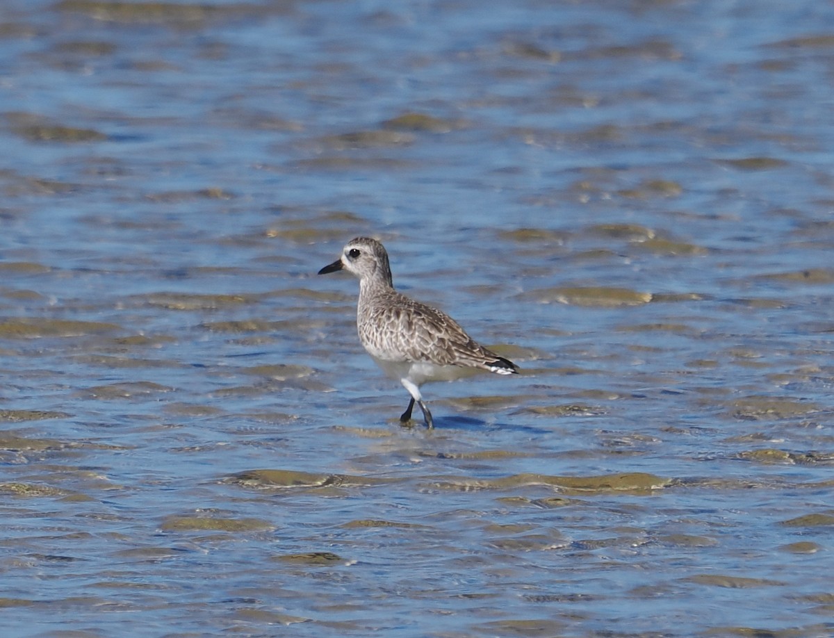 Black-bellied Plover - ML647343764