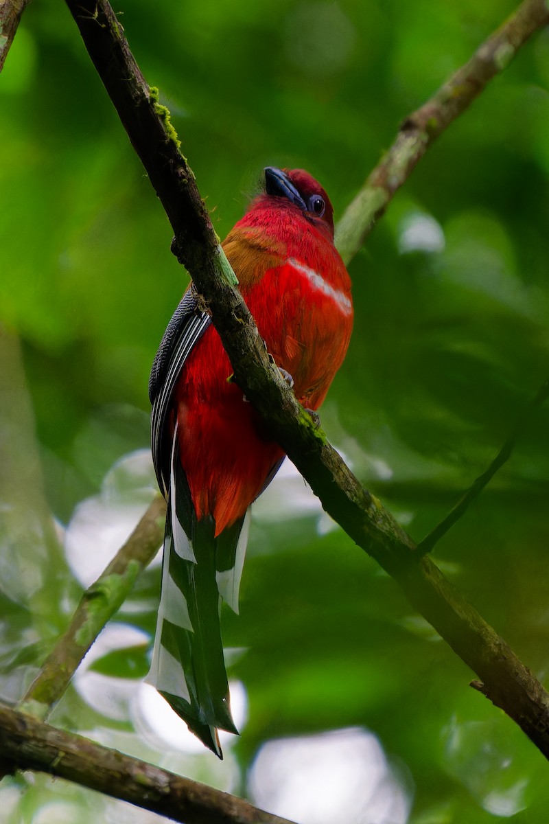 Трогон червоноголовий - ML647343778