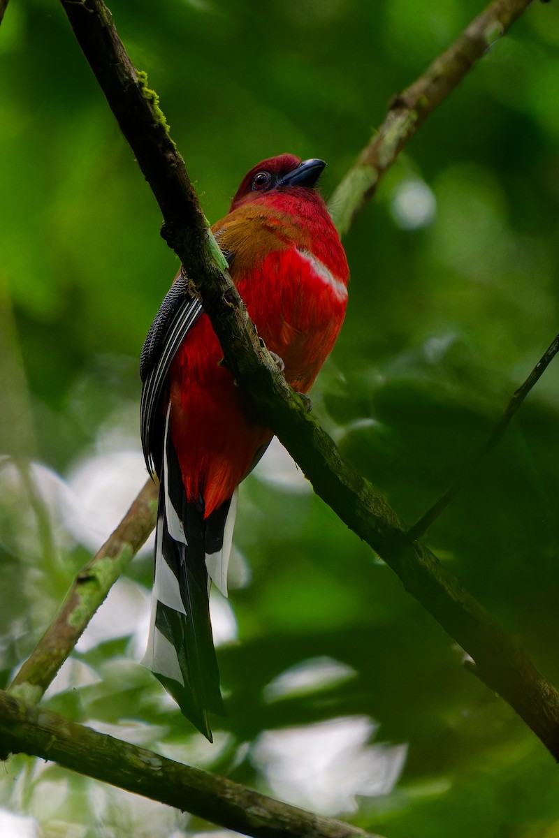 Трогон червоноголовий - ML647343779