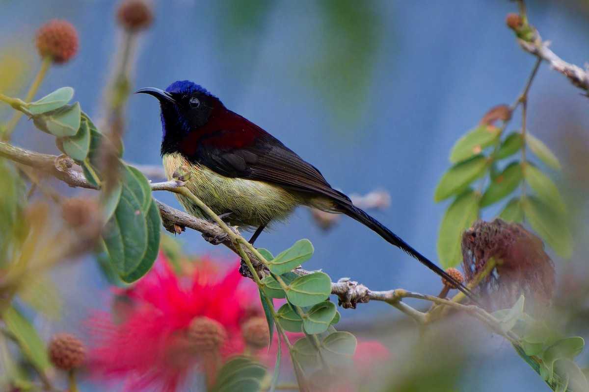 Траурная нектарница - ML647343810