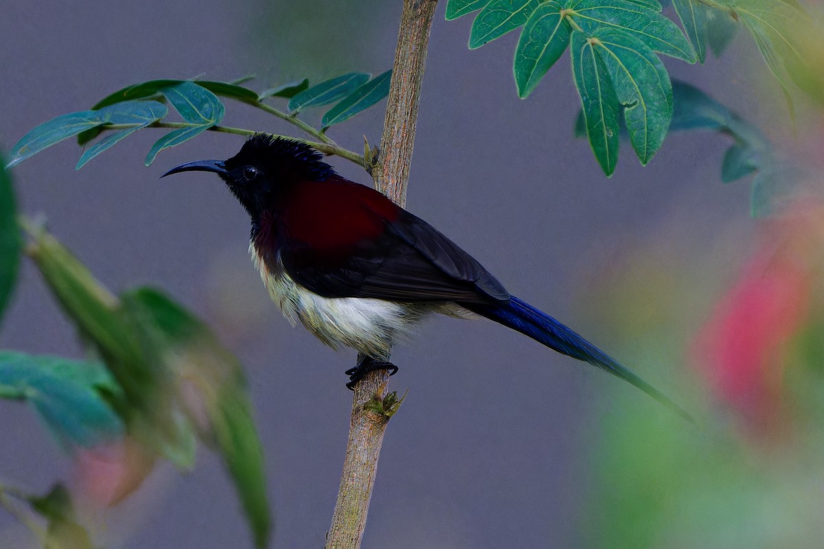 Траурная нектарница - ML647343811