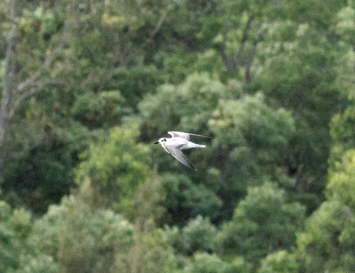 White-winged Tern - ML647343815
