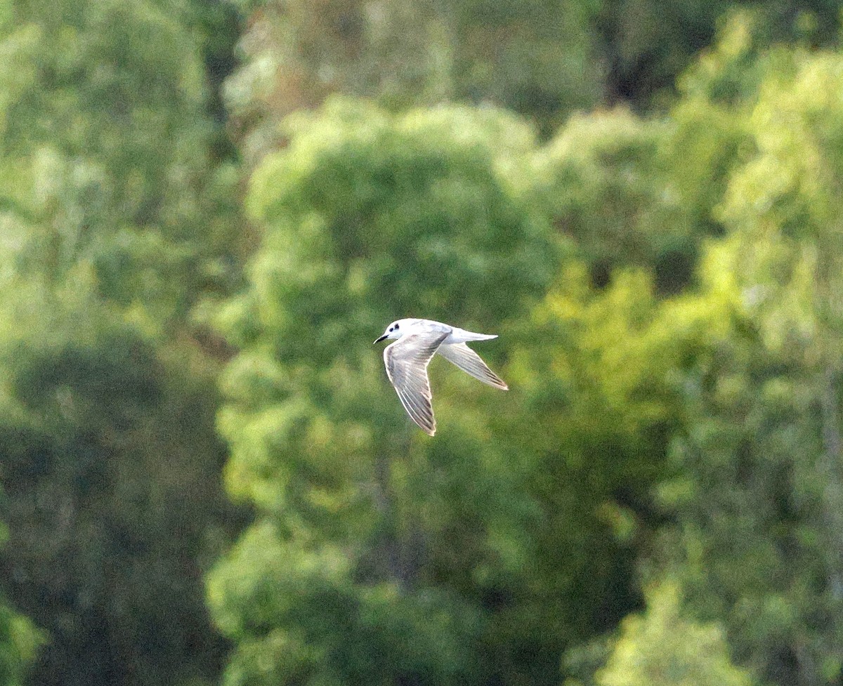 White-winged Tern - ML647343816