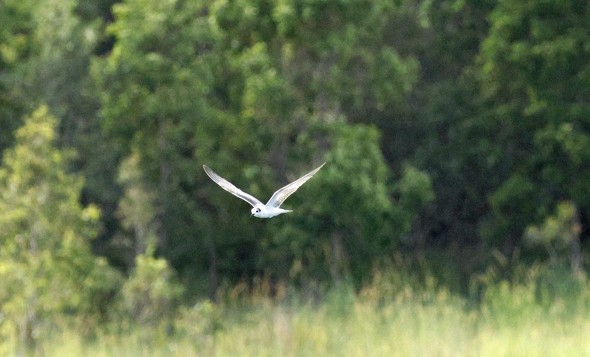 White-winged Tern - ML647343817