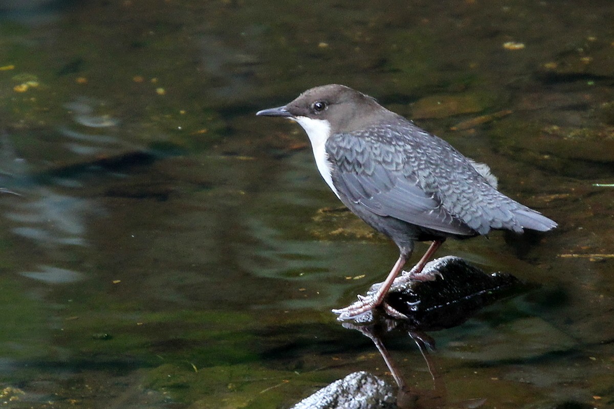White-throated Dipper - ML647343824