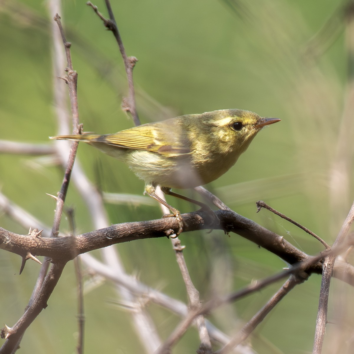 Вівчарик жовточеревий - ML647343826