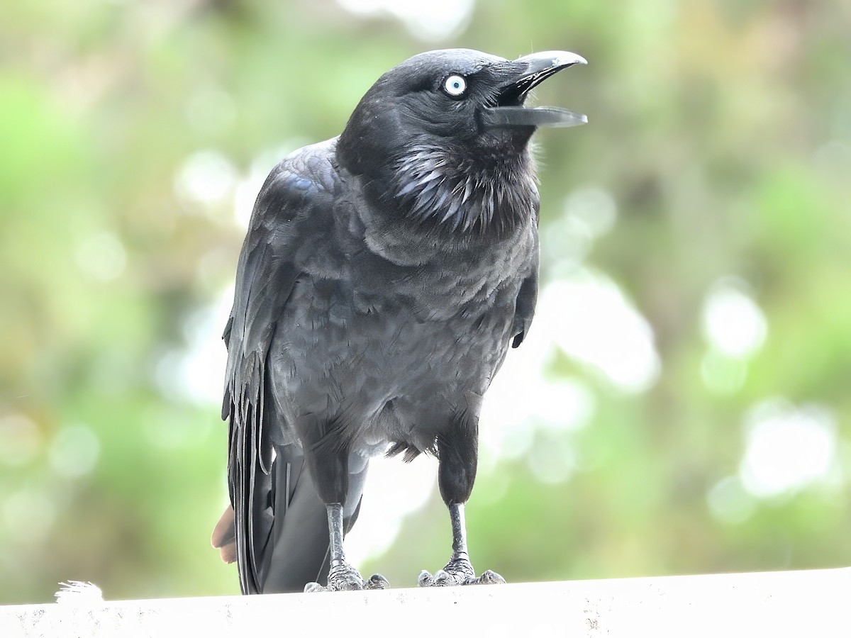 ミナミコワタリガラス - ML647343827