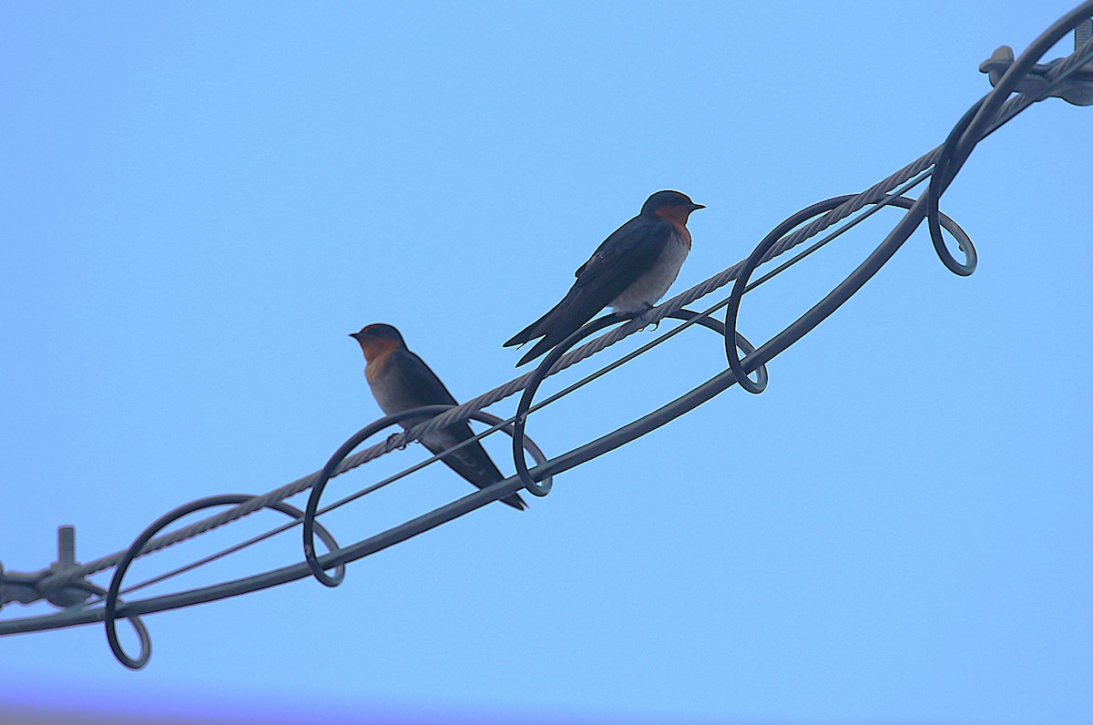 Pacific Swallow - ML647343865