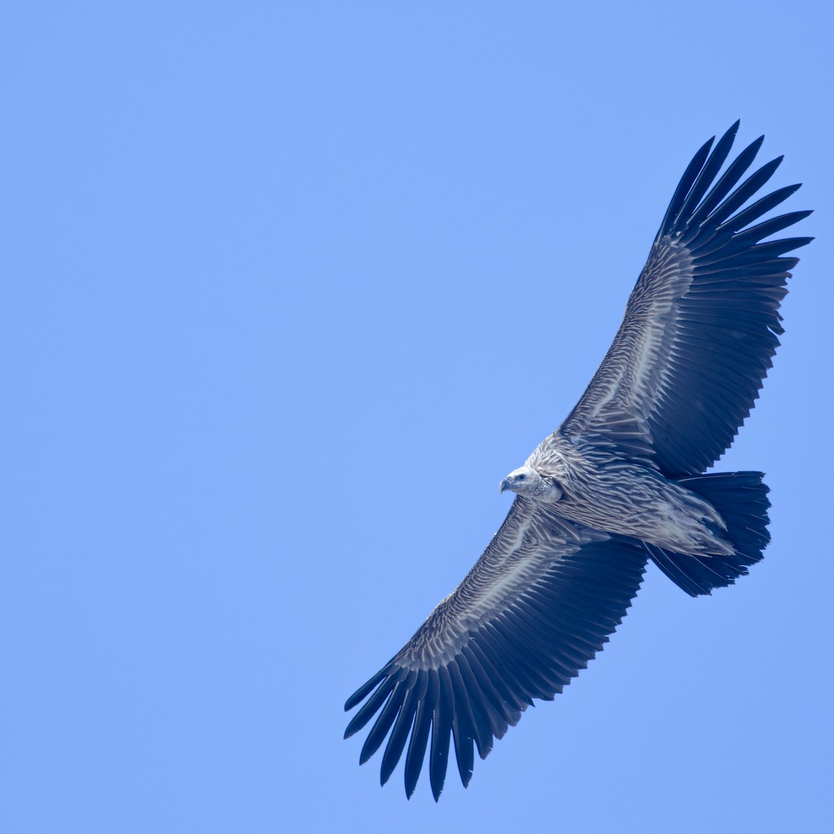 Himalayan Griffon - ML647343870
