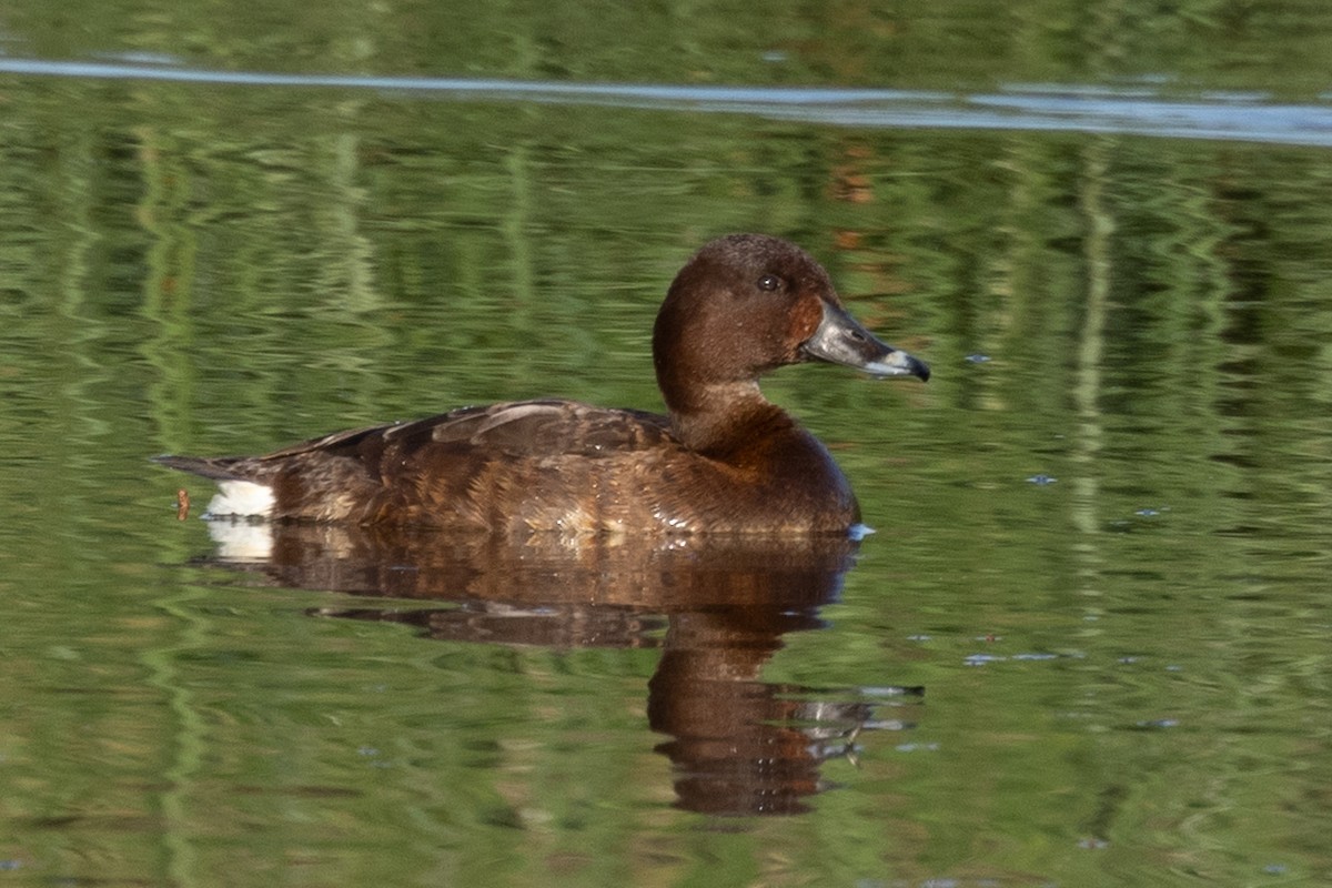 Hardhead - ML647343875