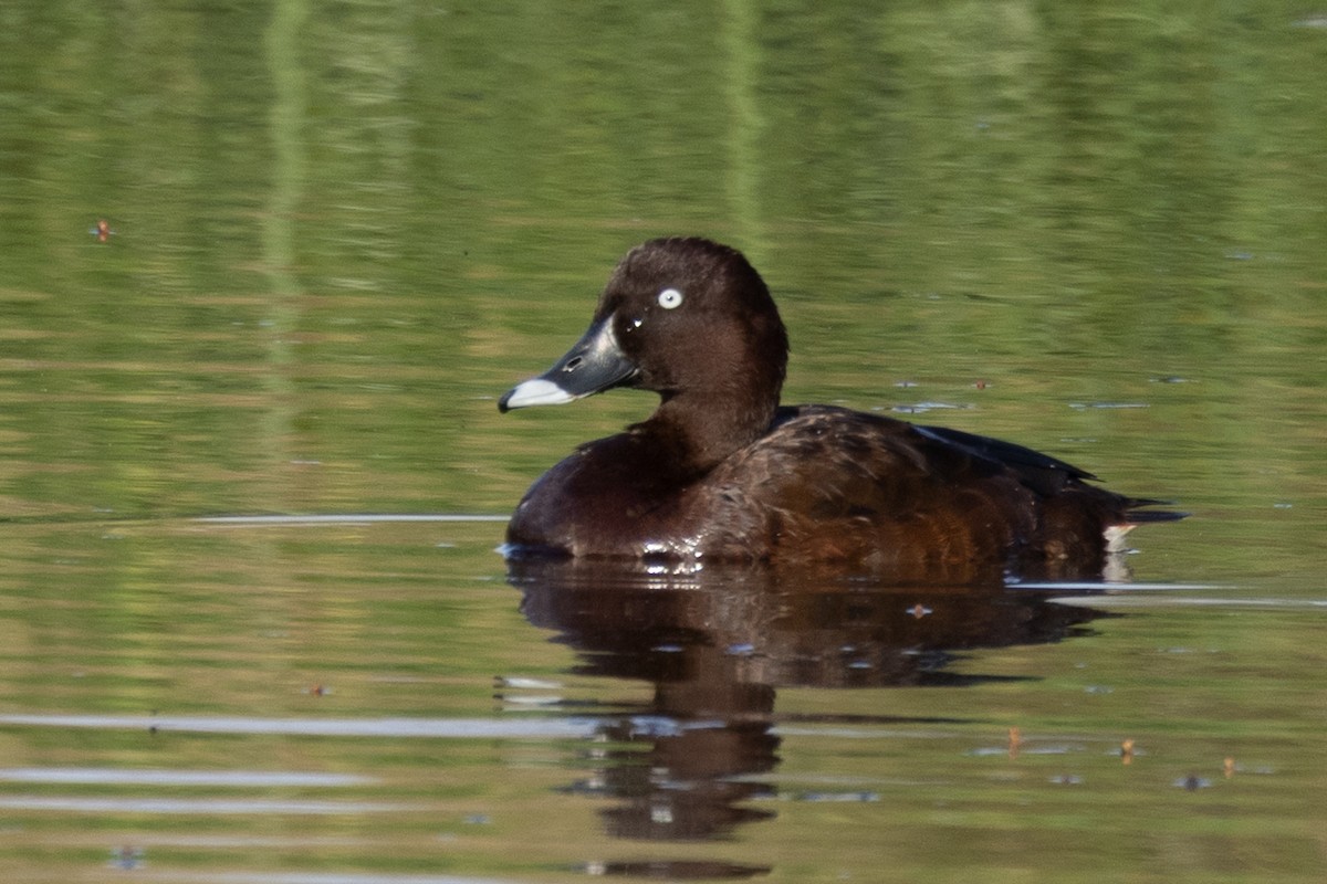 Hardhead - ML647343876