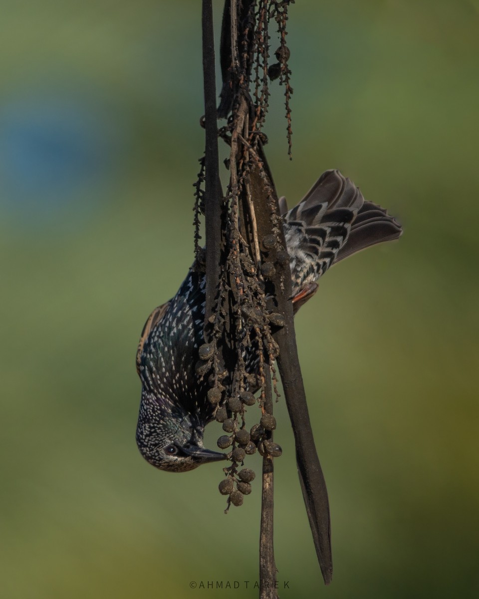 European Starling - ML647343918