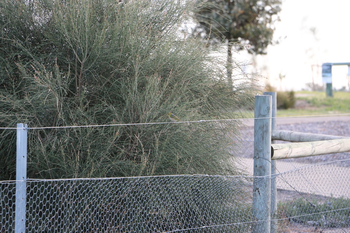 Silvereye - ML647343932