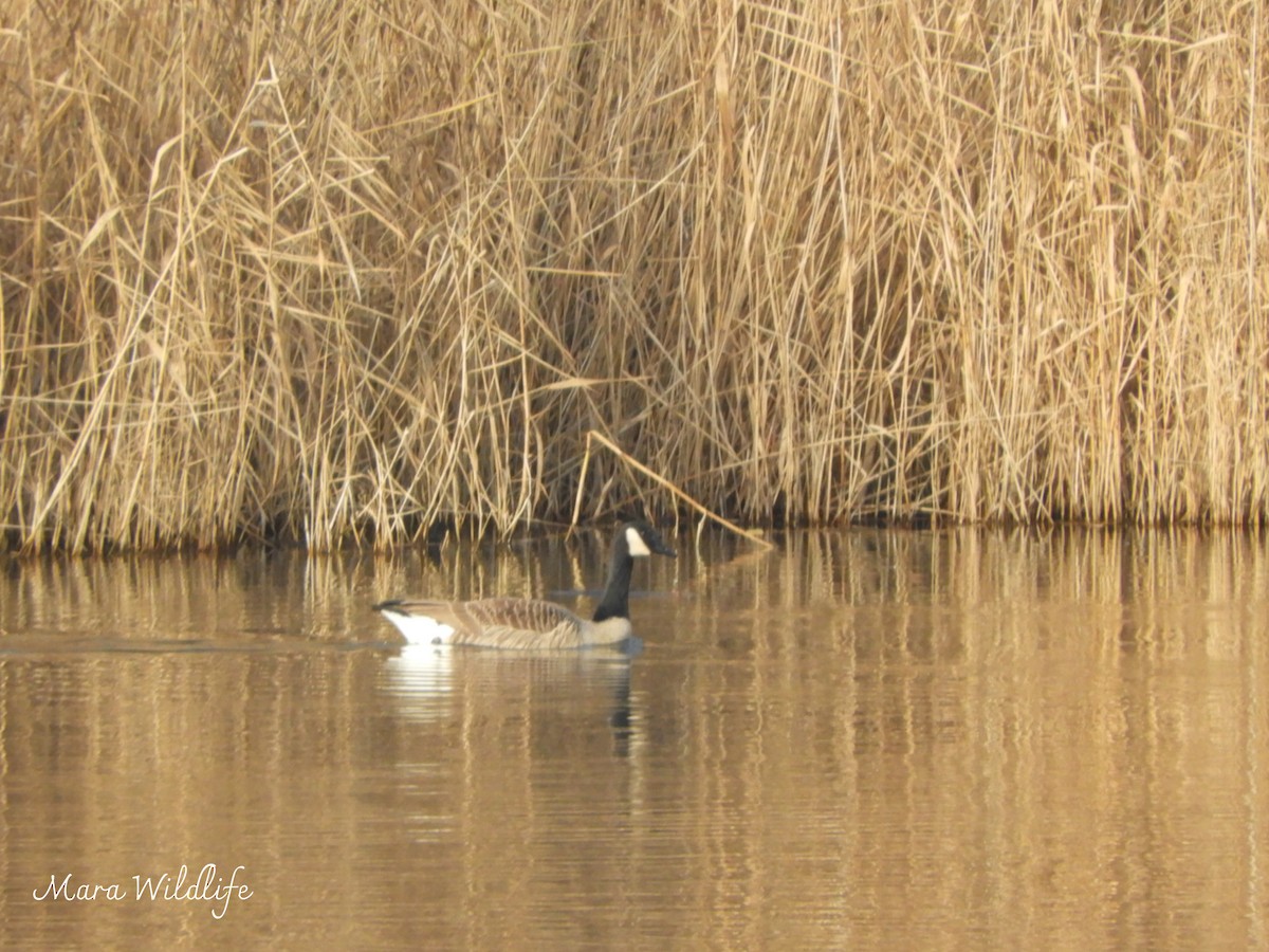Branta kanadar handia - ML647343949