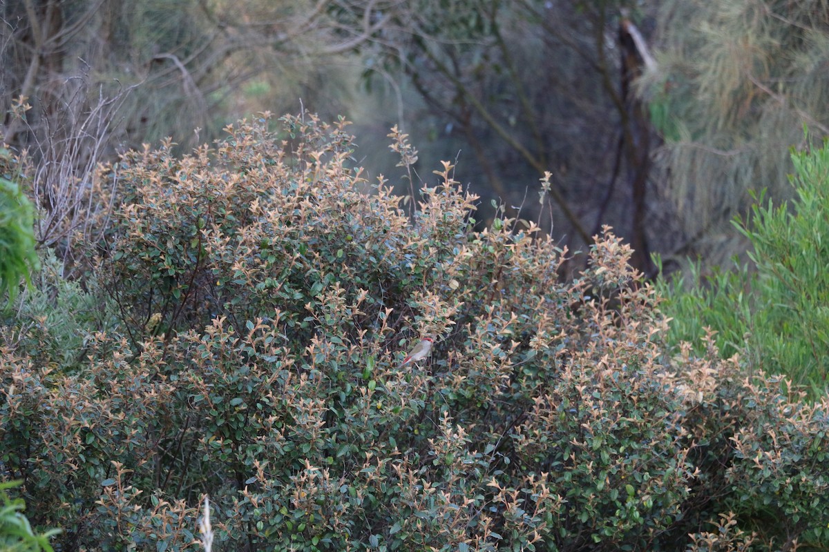 Red-browed Firetail - ML647343952
