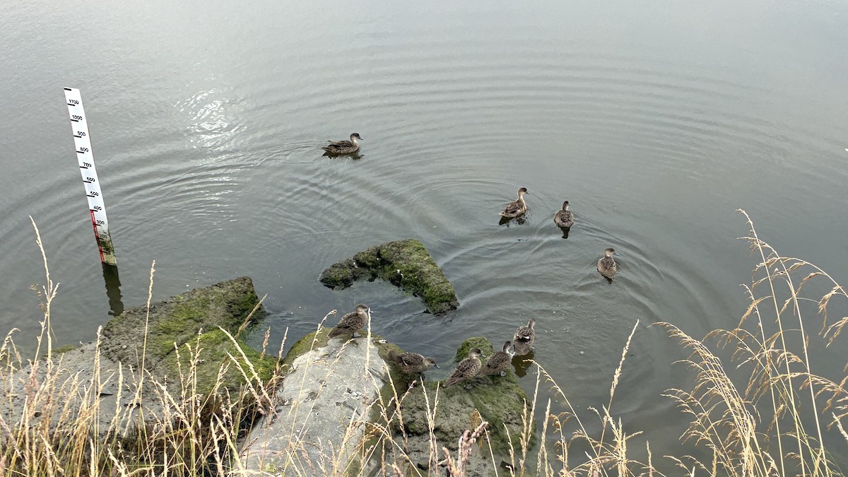 Sarcelle australasienne - ML647343956