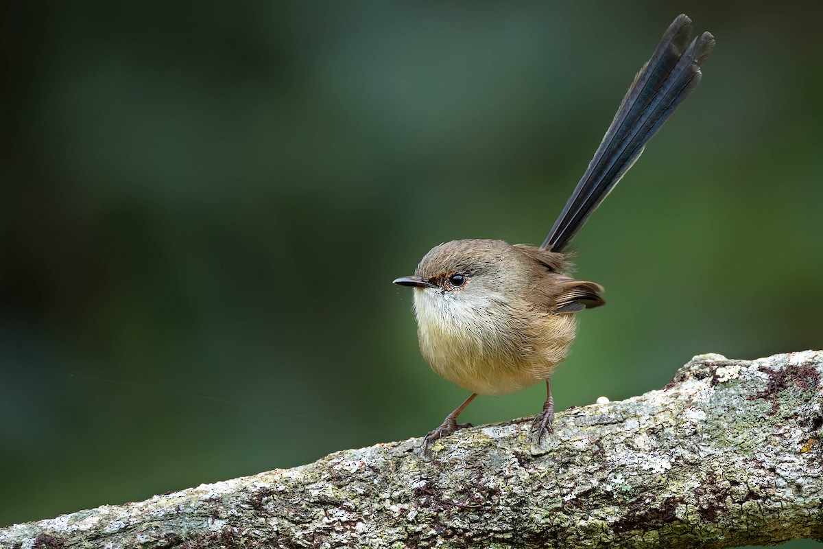 Variegated Fairywren - ML647343960