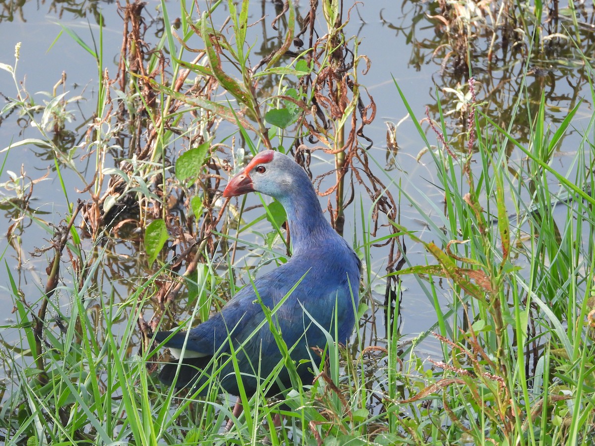 Gray-headed Swamphen - ML647343964