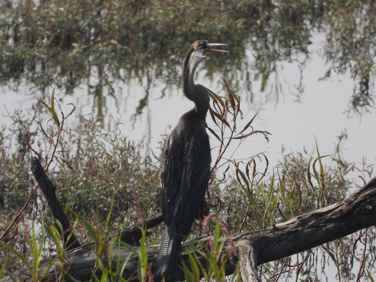 Oriental Darter - ML647343968