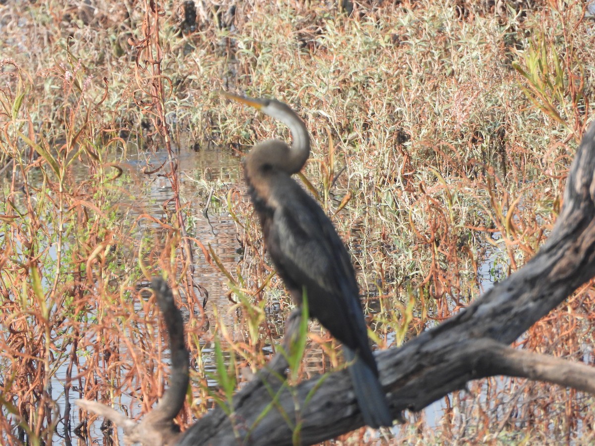 Oriental Darter - ML647343973