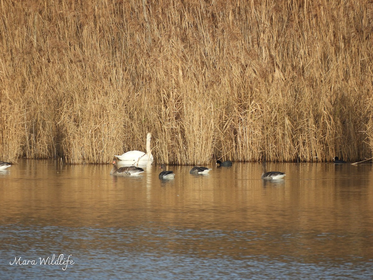 אווז אפור - ML647343974