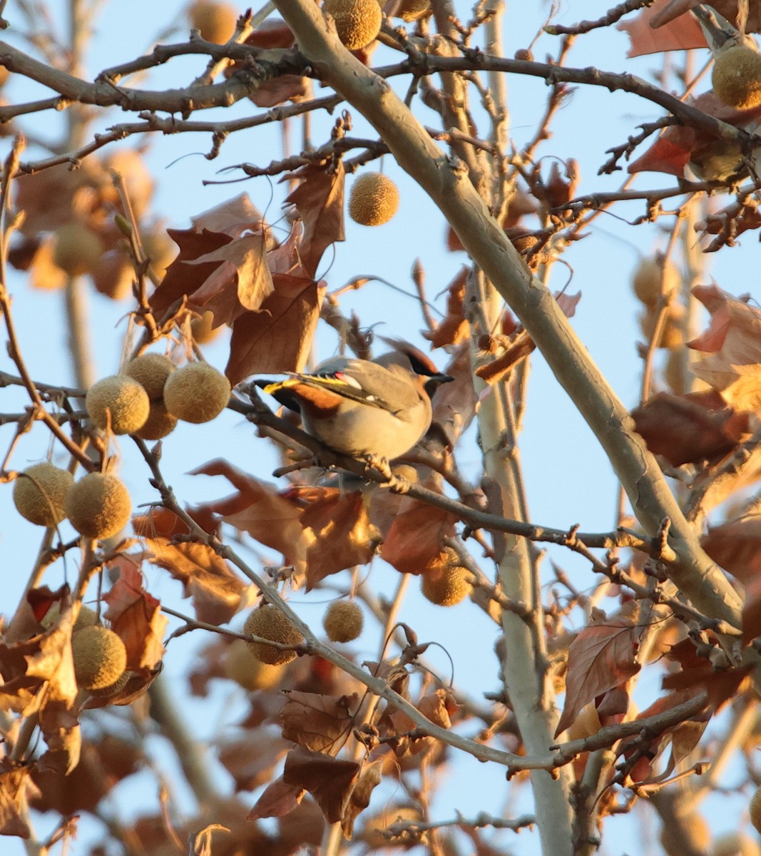 Ampelis Europeo - ML647343976