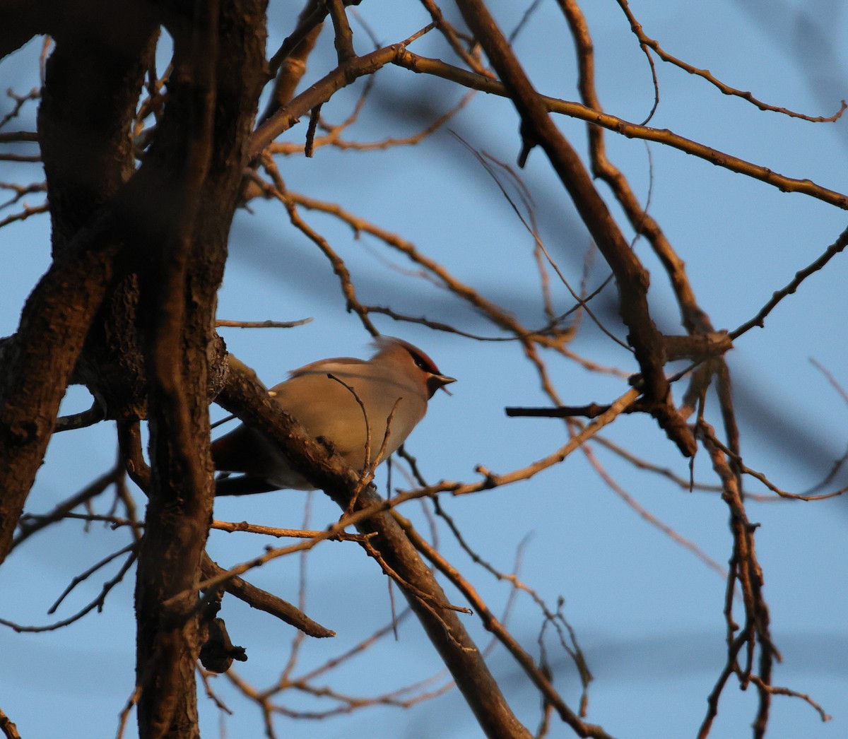 Ampelis Europeo - ML647343977