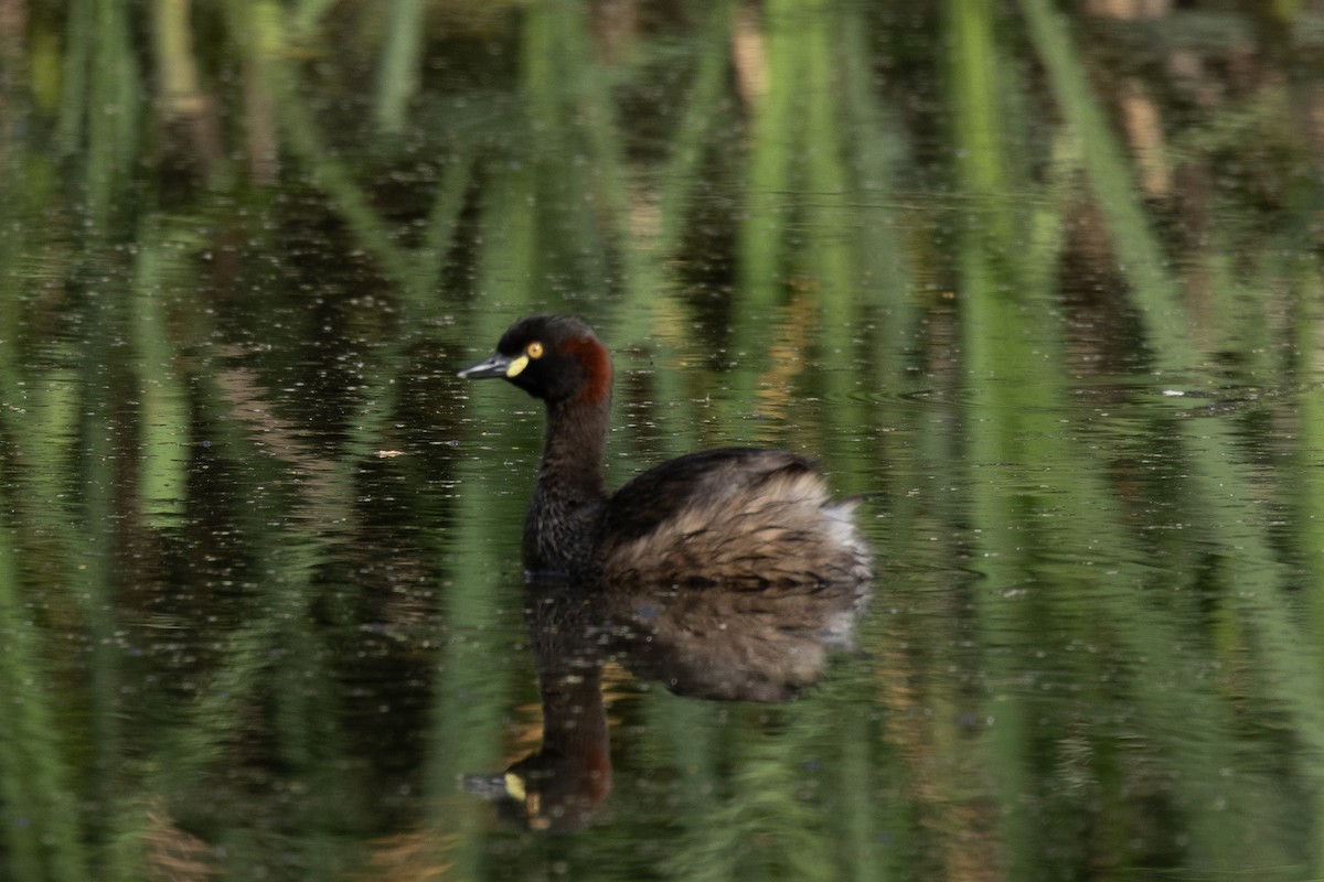 Australasian Grebe - ML647343979