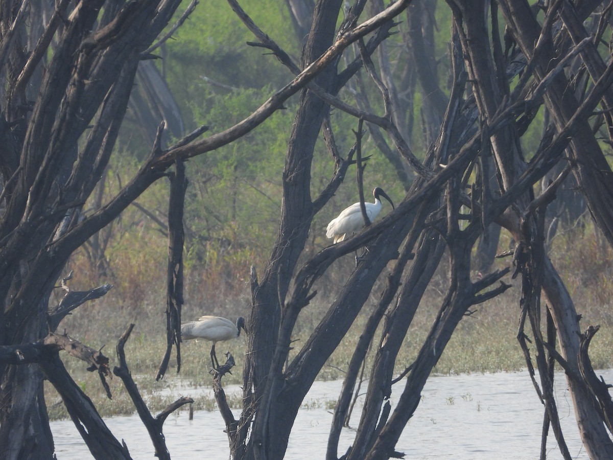 Black-headed Ibis - ML647343984