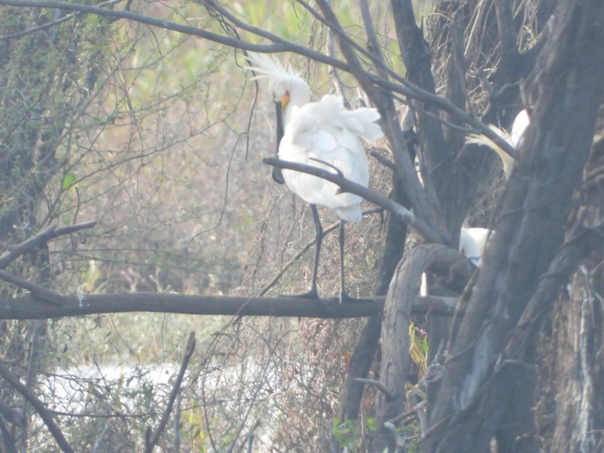 Eurasian Spoonbill - ML647343990