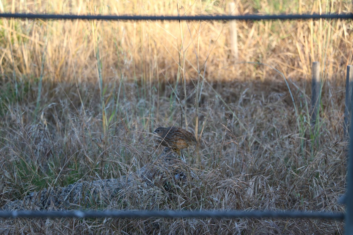 Brown Quail - ML647343991