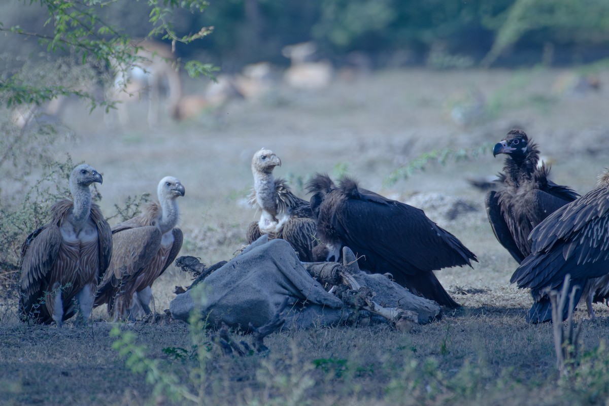 Eurasian Griffon - ML647343994