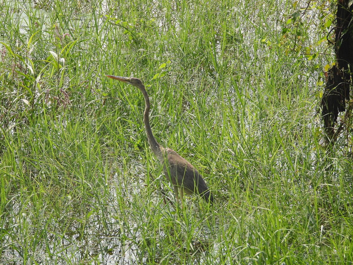 Purple Heron - ML647344001