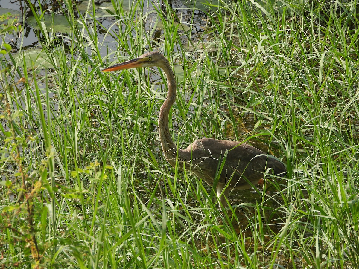 Purple Heron - ML647344007