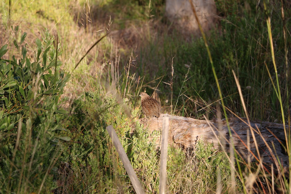 Brown Quail - ML647344015