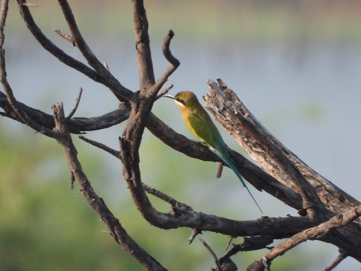 Blue-tailed Bee-eater - ML647344021