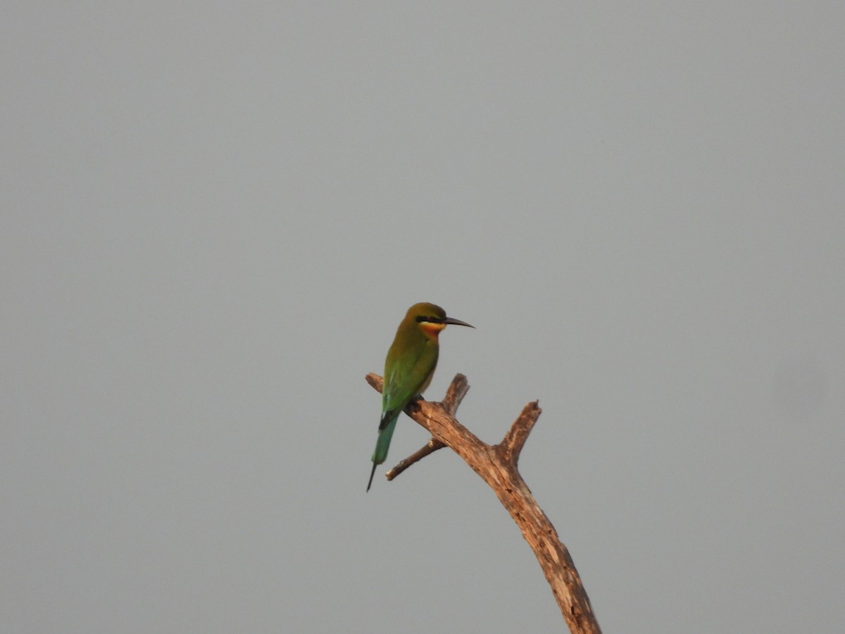 Blue-tailed Bee-eater - ML647344028