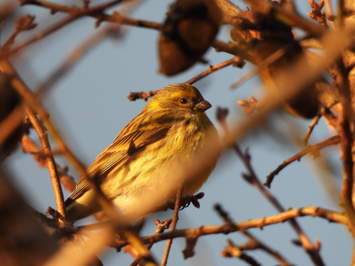 Txirriskila arrunta - ML647344038