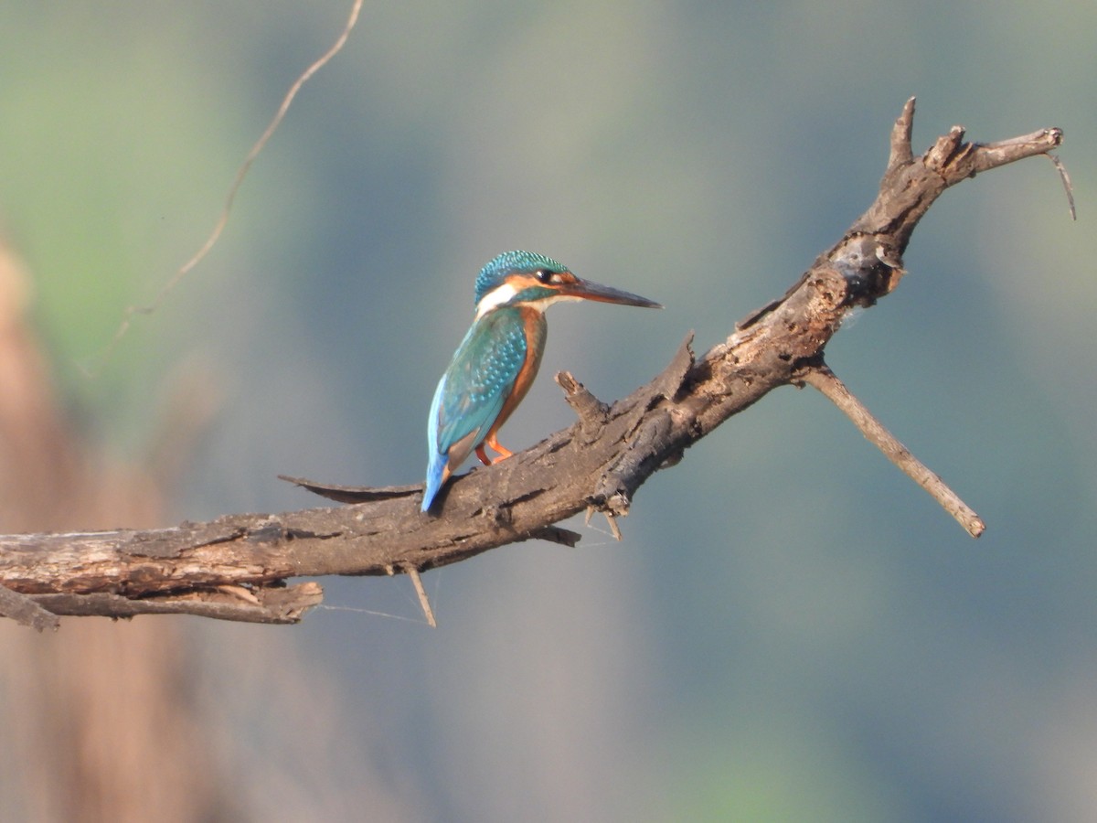 Common Kingfisher - ML647344041