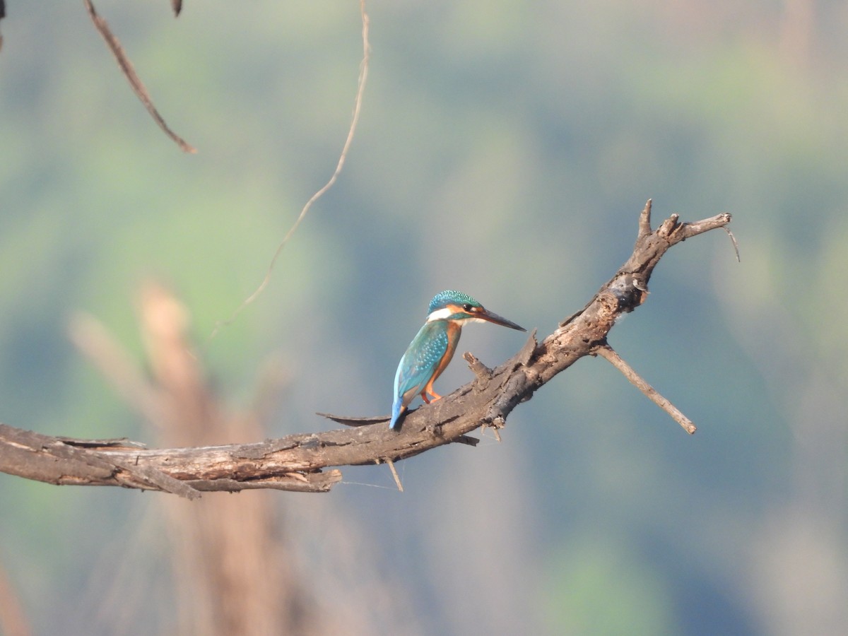 Common Kingfisher - ML647344051