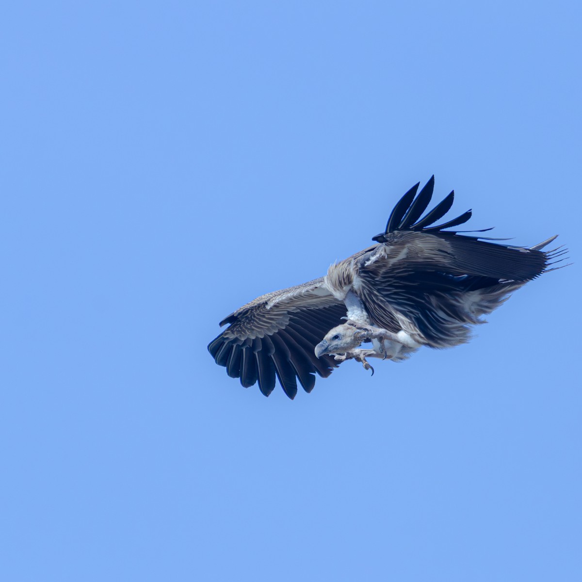 Himalayan Griffon - ML647344070