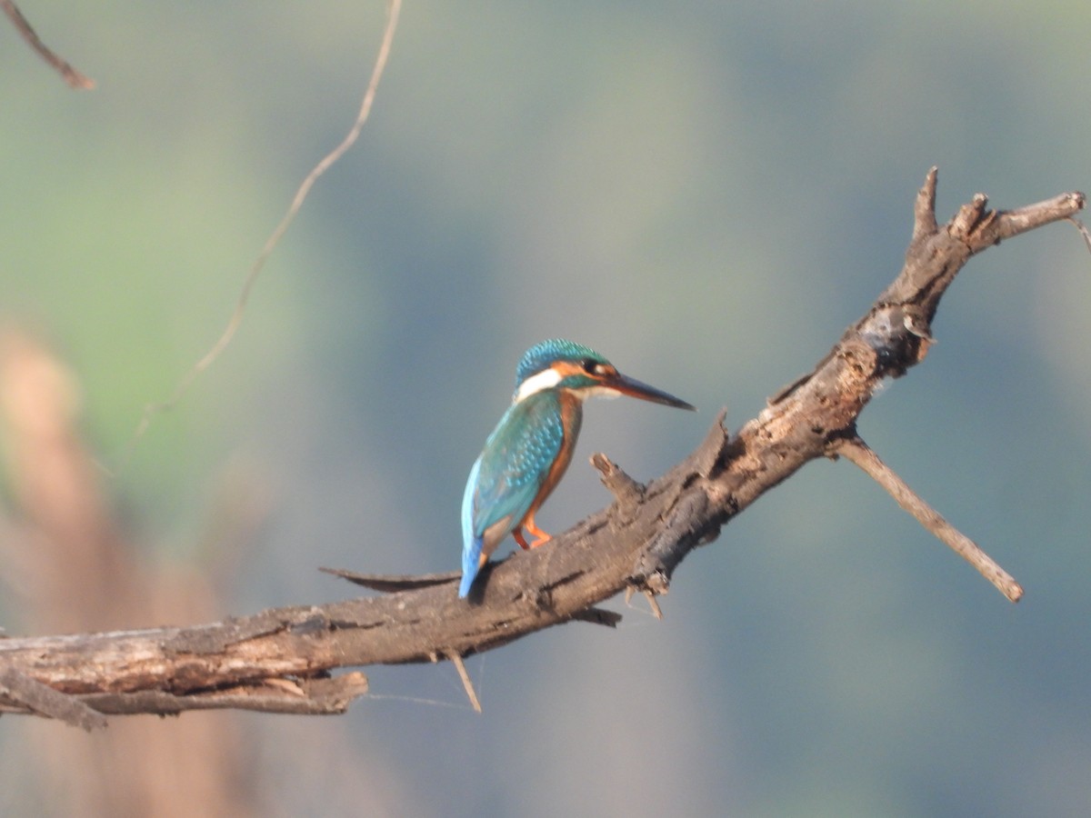 Common Kingfisher - ML647344090