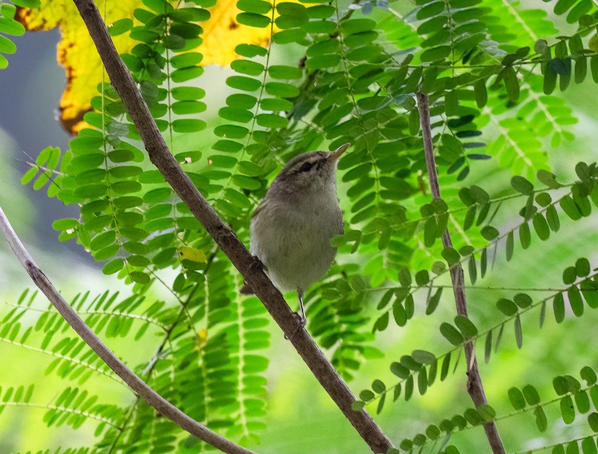 budníček zelený - ML647344092