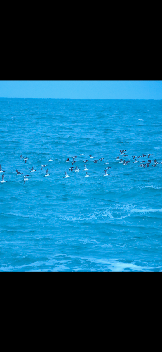 Толстоклювая кайра - ML647344094