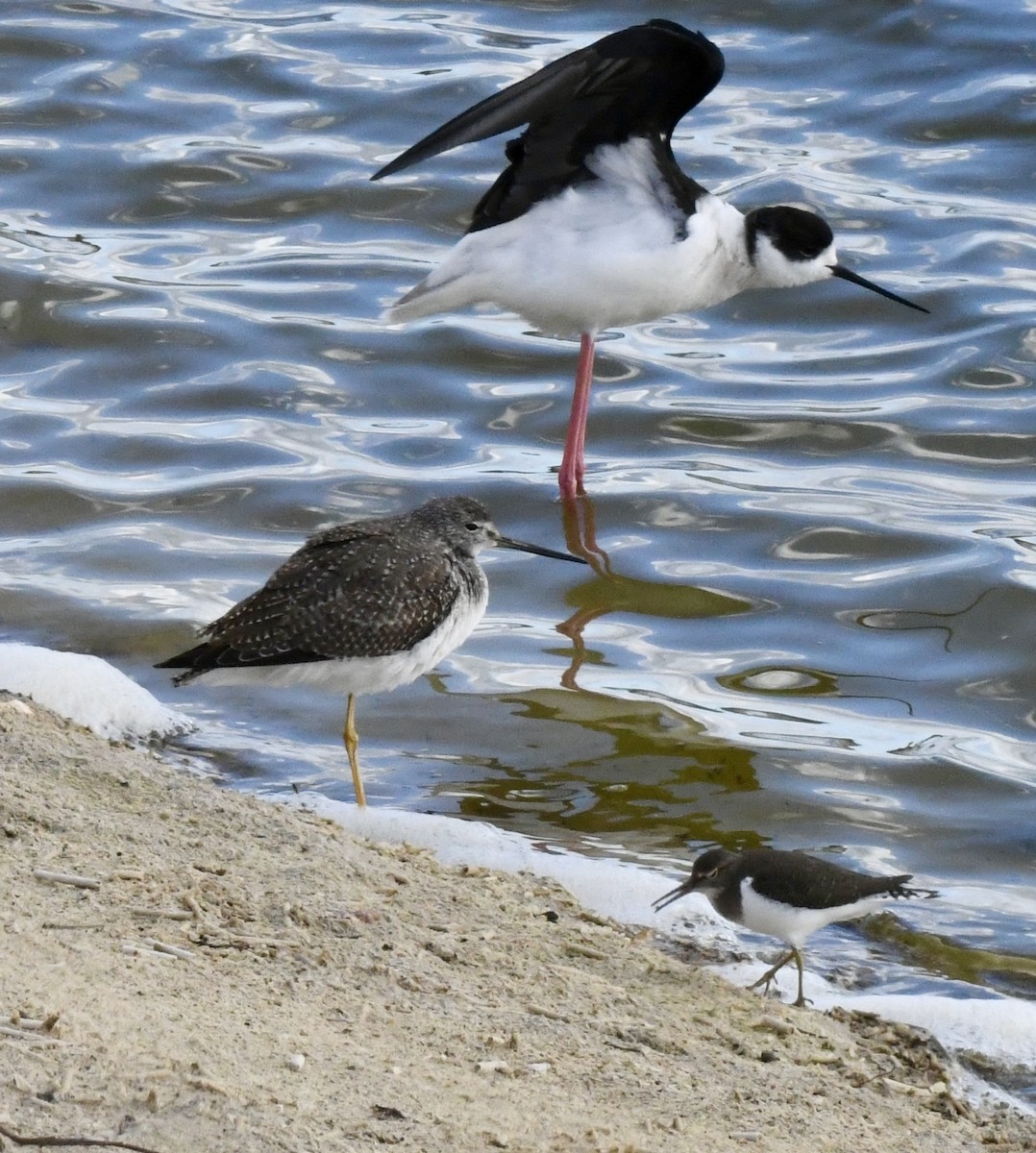 Greater Yellowlegs - ML647344112