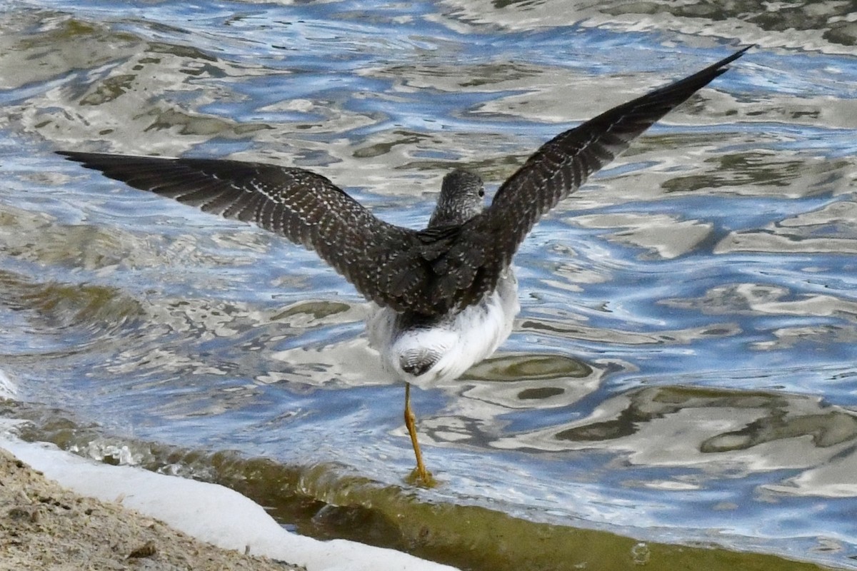 Greater Yellowlegs - ML647344113